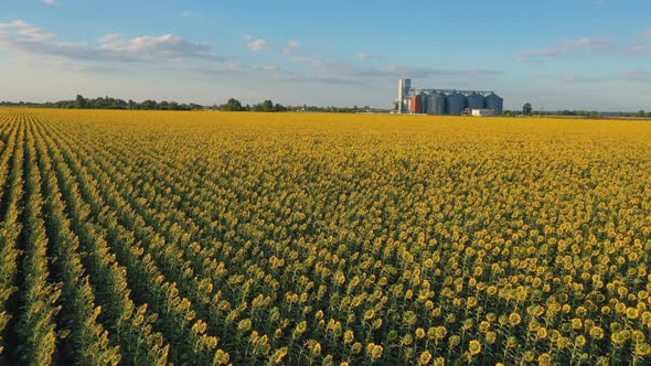 Modern Grain Silos At The Field Of Blooming Sunflowers alt