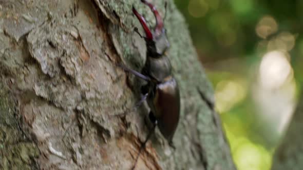 Stag Beetle alt