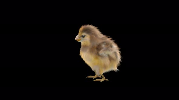 25 Baby Chicks Dancing 4K alt
