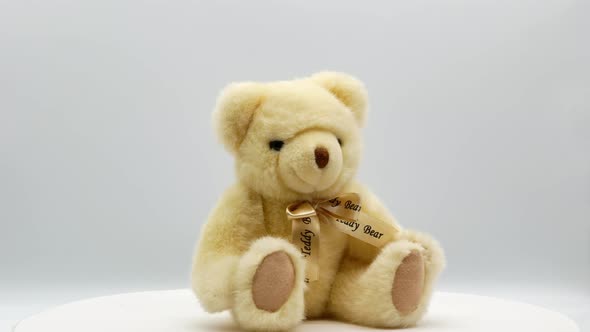 Teddy Bear on a White Background 