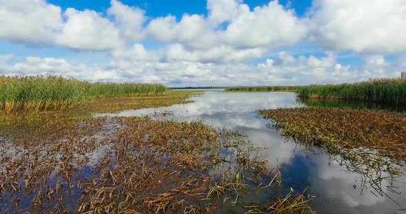 Reflective Surface Of The Water With Plants And Reeds