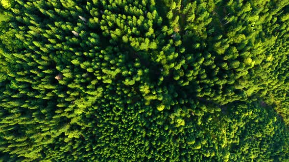 Top view of Mountain Forest from the National park, USA. Beautiful Spring Season