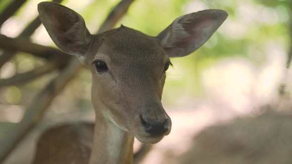 Brown Fawn with Funny Large Ears and Eyes Stands in Forest alt