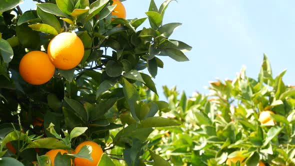 Citrus Orange Fruit on Tree California USA