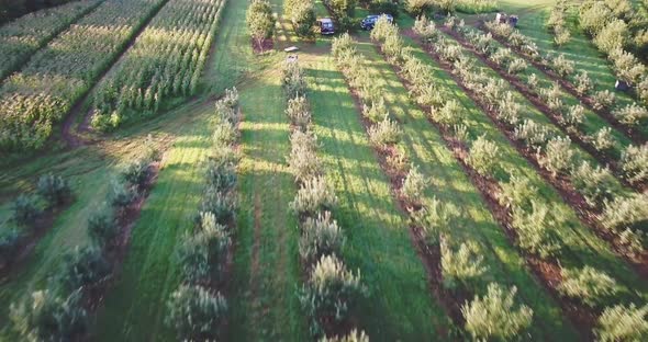 Aerial camera pulling back at sunrise showing corn crops and apple orchards with ripe fruit. alt