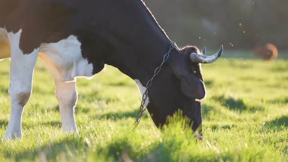 Milk Cow Grazing on Green Farm Pasture on Summer Day alt