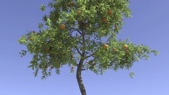 Closeup Of Orange Tree