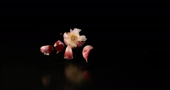 Garlic, allium savitum, falling against Black Background, Slow Motion 4K alt
