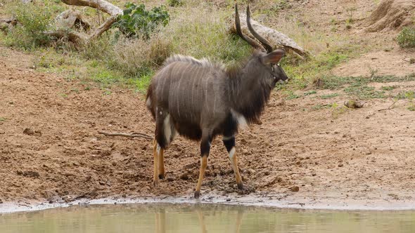 Nyala Antelope At A Waterhole