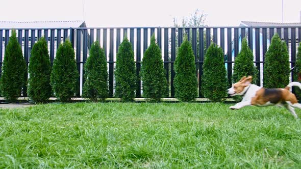 Man Plays with His Beagle Dog Outdoors and Treats Her Pet with a Treat alt