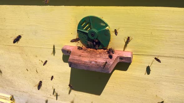 Beautiful Winged Bee Slowly Flies to Beehive Collect Nectar on Private Apiary from Live Flowers