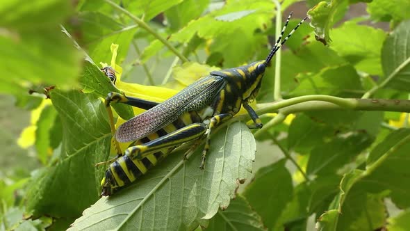 Aularches Miliaris is a Monotypic Grasshopper Species of the Genus Aularches alt