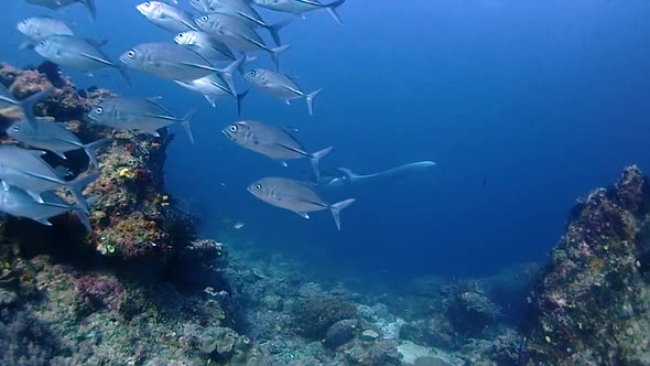 A school of silvery fish with a suprise behind them. suddently a giant mantaray appears very majesti alt