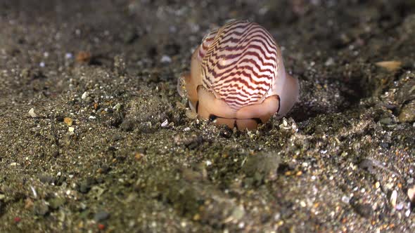 Moon shell digging into volcanic sand substrate alt