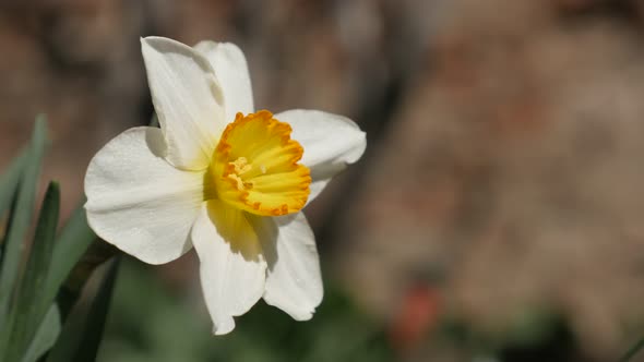 Shallow DOF  bulb petals of garden  Narcissus flower 4K 2160p 30fps UltraHD footage - Soft morning l alt