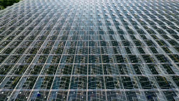 Aerial Top View of Venlo or Dutch Greenhouse Plant