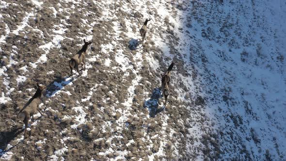 Red Deer Herd in the Snow.