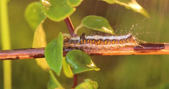 Yellow Tail Moth Euproctis Similis Caterpillar Goldtail or Swan Moth Sphrageidus Similis alt