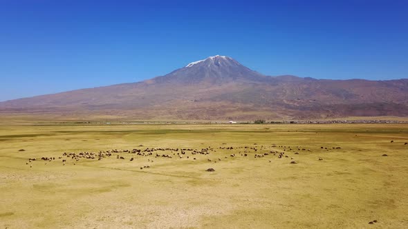 Sheeps grazing, Noah's Mount Ararat Meadow, Agri Dagi, Turkey