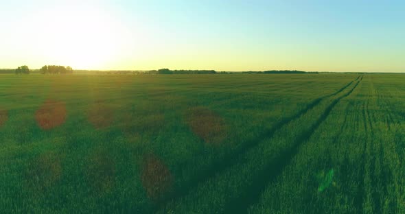Low Altitude Flight Above Rural Summer Field with Endless Yellow Landscape at Summer Sunny Evening alt