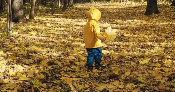 Little Child Walks Alone in the Autumn Forest