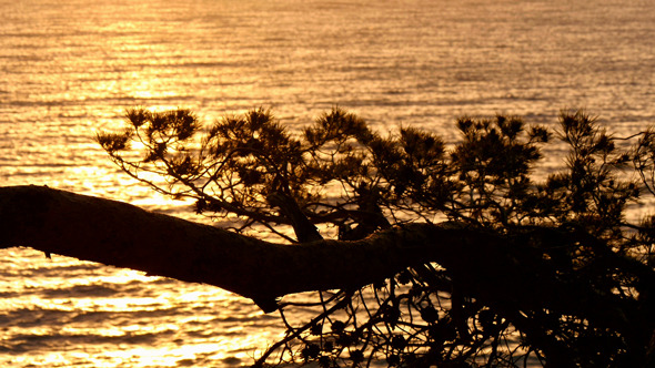 Golden Waters behind the Pines at Sunrise alt
