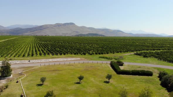 Aerial View of the Vineyards in Montenegro alt