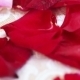 Rose Petals On Table - VideoHive Item for Sale
