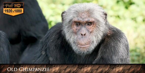 Old Chimpanzee