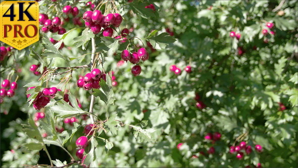 Lots of Crataegus Fruits Bloomed on the Spring alt