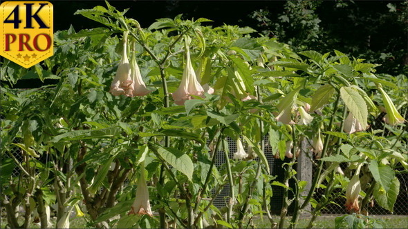 The Flower Bell Plants in the Garden alt