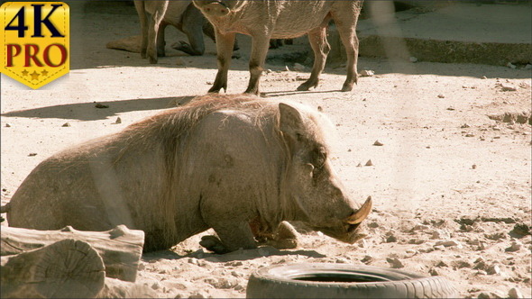 A Small Desert Warthog Walking and then Lying  alt