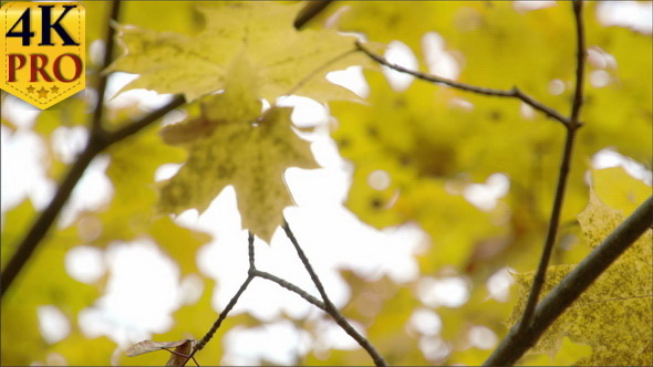 Golden View of the Maple Leaves on the Maple Tree alt