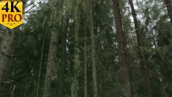 Lots of Spruce Trees Around with Beard Lichen alt