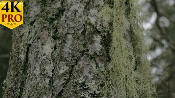 Closer Look of the Beard Lichen Attached on the  alt