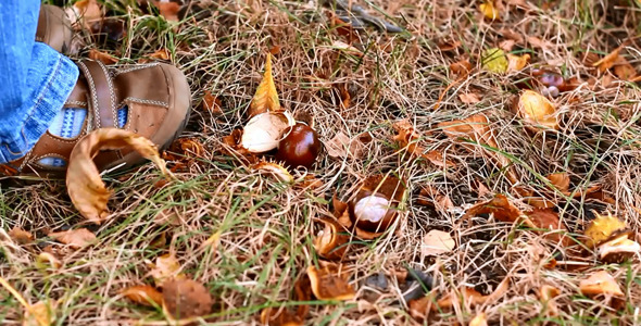 Little Child Picking Up Chestnuts in Park