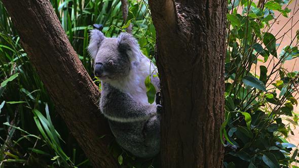 Koala Sitting in a Tree