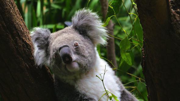 Koala Sitting in a Tree