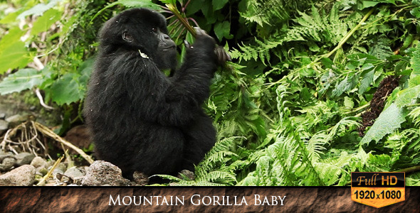 Mountain Gorilla Baby