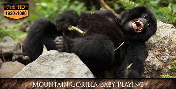 Mountain Gorilla Baby Playing