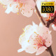 Beautiful Cherry Blossom - VideoHive Item for Sale