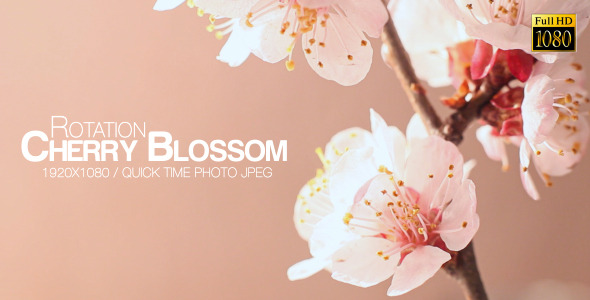 Beautiful Cherry Blossom alt
