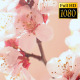Beautiful Cherry Blossom 2 - VideoHive Item for Sale