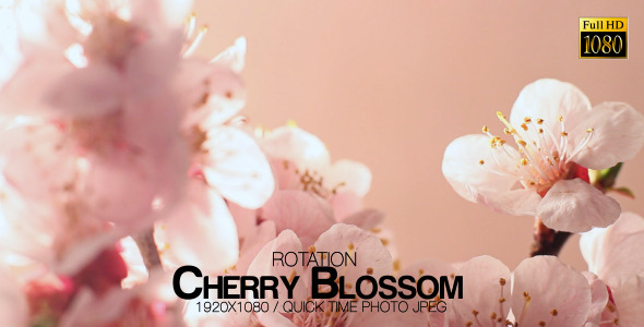 Beautiful Cherry Blossom 3 alt