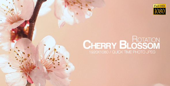 Beautiful Cherry Blossom 7 alt