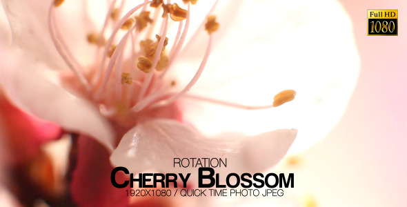 Beautiful Cherry Blossom 8 alt