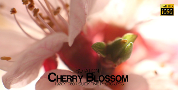 Beautiful Cherry Blossom 9 alt