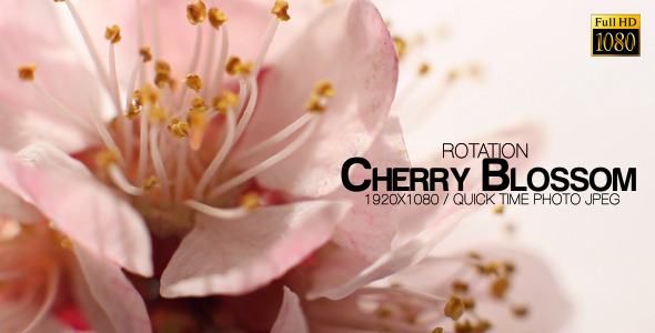 Beautiful Cherry Blossom 12 alt