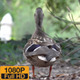 Duck - VideoHive Item for Sale