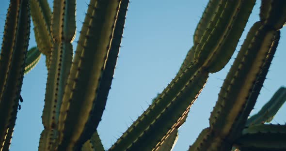 Big green cactus in front of a blue sky on a sunny day, close up, slow motion alt